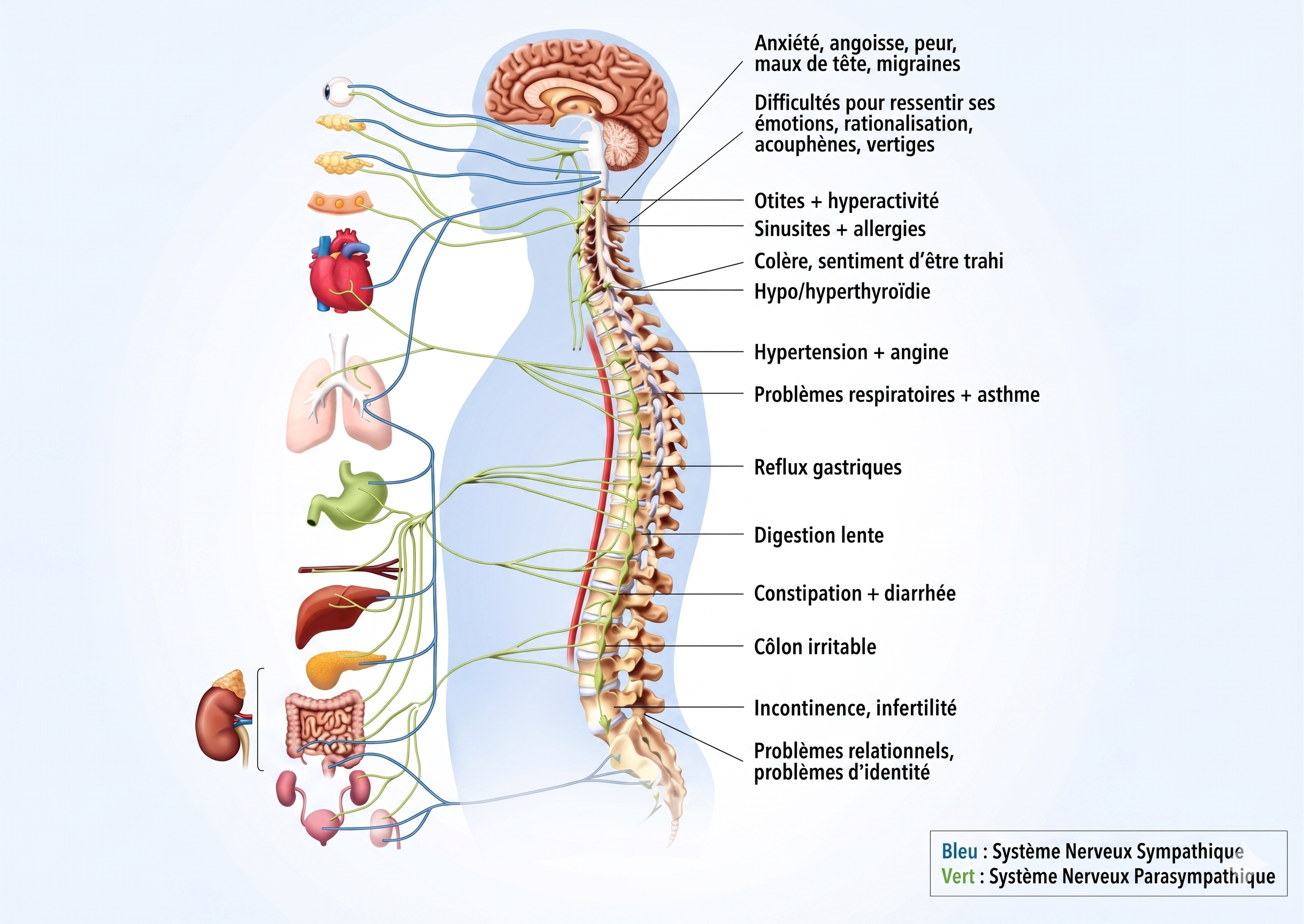 Schéma des systèmes anatomiques et méridiens utilisés en Hijama