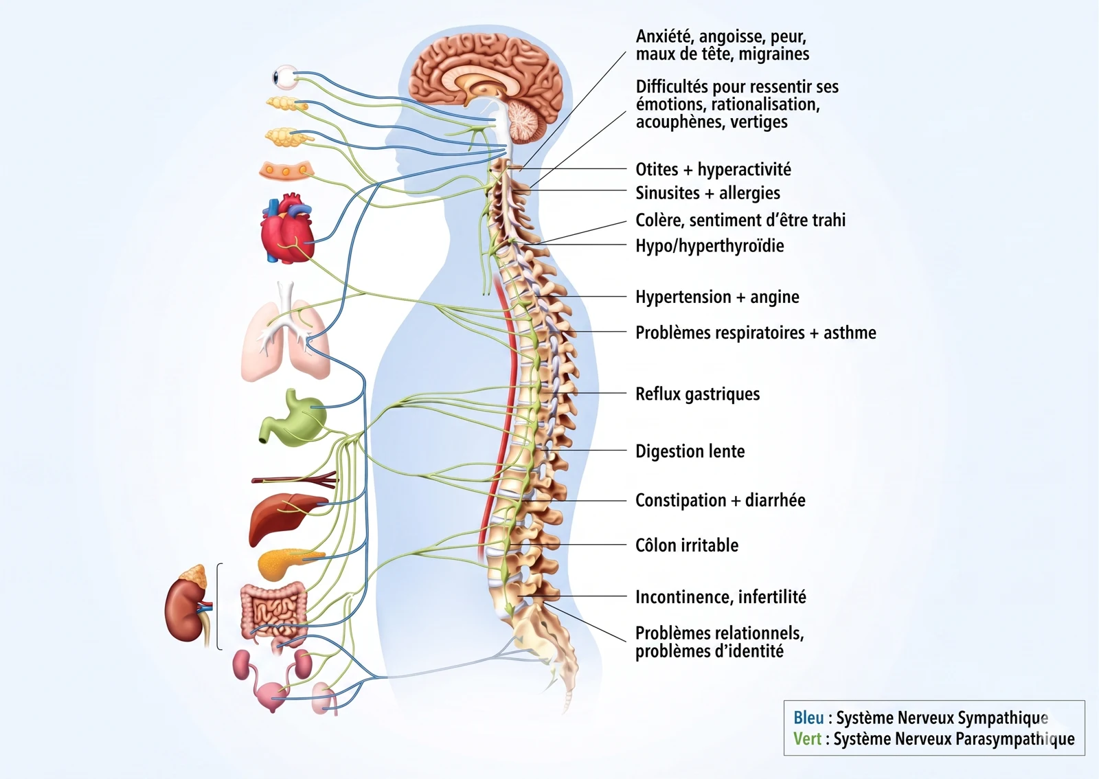 Schéma des systèmes anatomiques et méridiens utilisés en Hijama