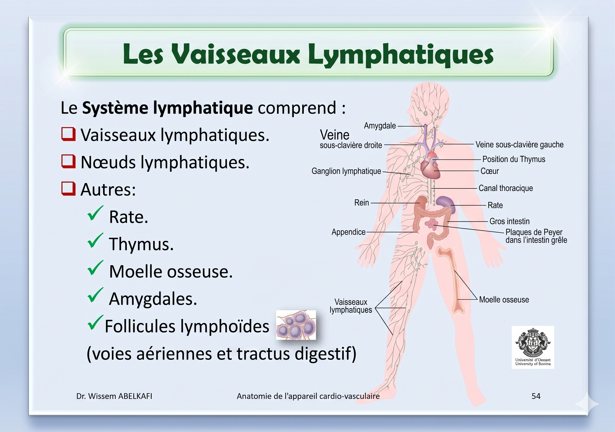 Schéma de la circulation sanguine et capillaire-lymphatique